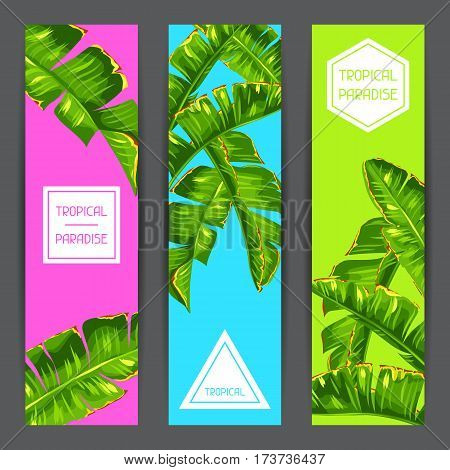 Banners with banana palm leaves. Decorative tropical foliage.