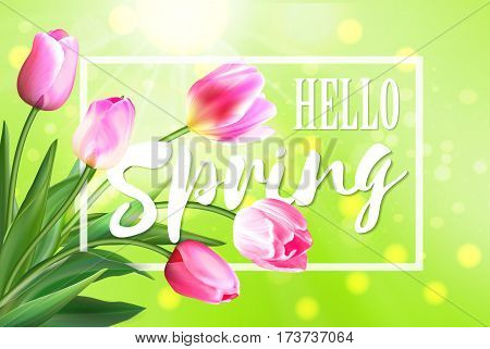 Hello spring banner. Greeting card background. Tulip flowers and lettering. Hello spring. Green shiny background.