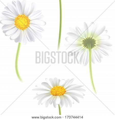 Vector white chamomile flower seamless pattern. Realistic vector daisy. Background design for herbal tea, natural cosmetics, health care products, aromatherapy, homeopathy, textile.
