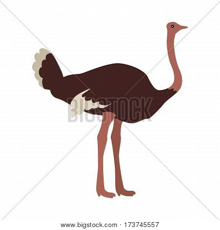 Ostrich flat style vector. Wild and domesticated bird. African fauna species. For nature concepts, farm advertising, children s book illustrating, printing materials. Isolated on white background