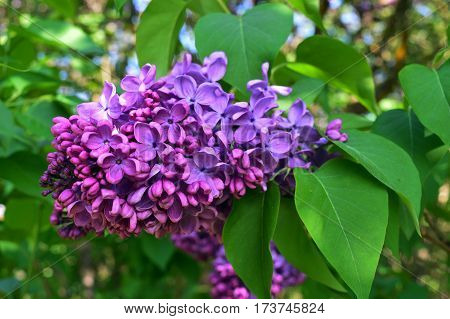 lilac flowers spring beauty white beauty Bush