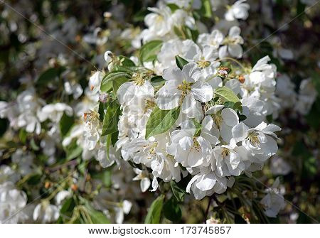 flowers Apple tree spring the Bush is the beauty of greenery garden