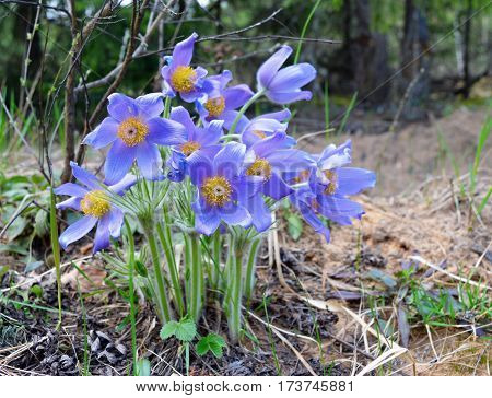 flowers spring snowdrops grass forest greens beauty