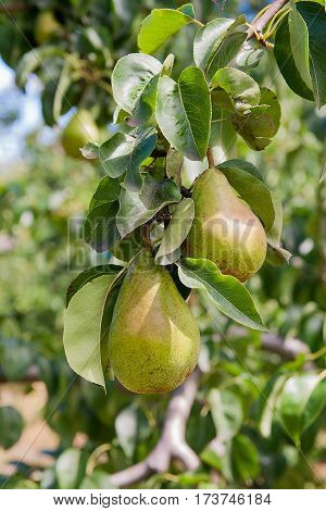 Shiny Delicious Pears Hanging From A Tree Branch In The Orchard..