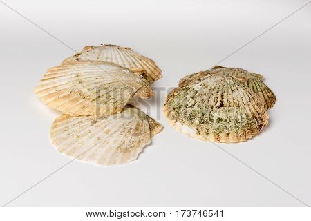 scallops shells See Pectinidae on the white background