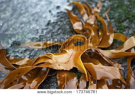 Seaweed on a beach in the Faroe Islands