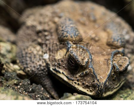 Day macro ugly toad.Asian toad sitting on the rock and selective focus
