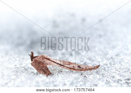 A dried leaf on ice and snow