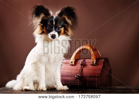 Beautiful dog breed Papillon on a brown background