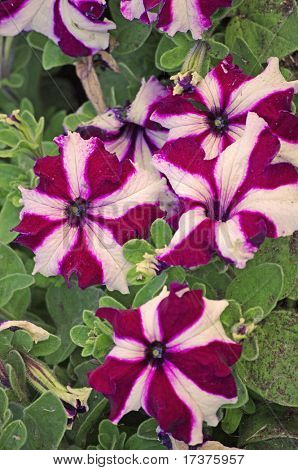Petunia
