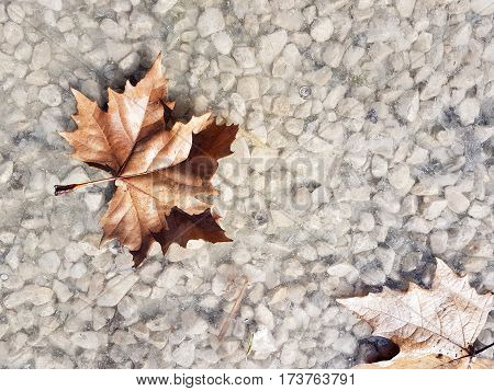 Picture of a leaf in a sunny day