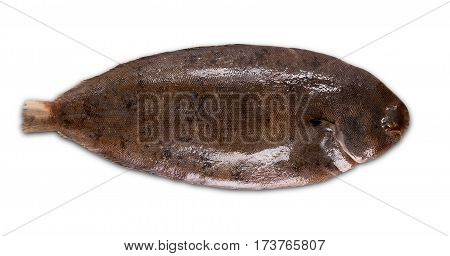 Fresh fish sole on a white background