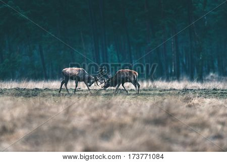 Two Red Deer Stag Fighting With Antlers In Forest Meadow.