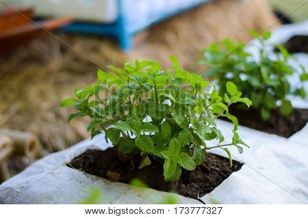 Convert organic vegetables in one of Samutsongkhram Thailand.