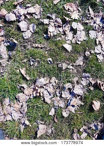 Picture of leafs in a sunny day