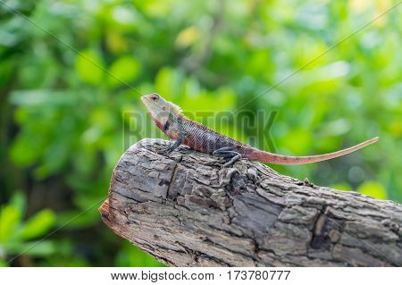 Calotes lizard sitting on the tree. Maldives