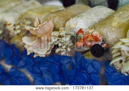 Mushroom cultivation in the bag infection of farm