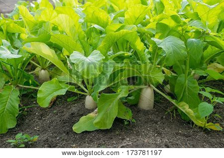 Chinese daikon radishes growing in the garden