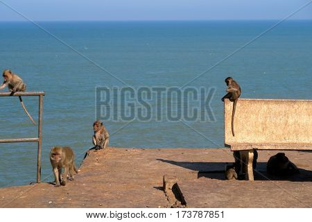 monkeys near the sea near Hua hin Thailand
