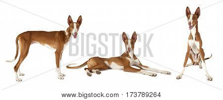 Photo collage of Podenco ibicenco dog studio shot on white background