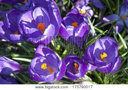 Crocus (crocus Sp.) Their Colors Vary Enormously, Although Lilac, Mauve, Yellow, And White Are Predo