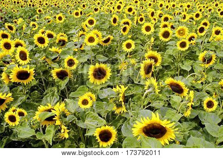 Sunflower (helianthus Annuus)