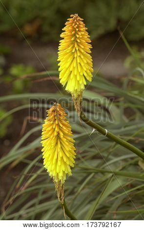 Kniphofia Flowers