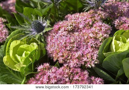 Sedum And Cabage Flowers