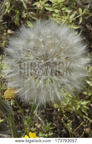 Tragopogon Pratensis Seed