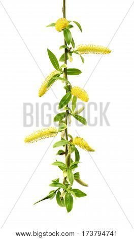 Spring Twigs Of Willow With Young Green Leaves And Yellow Catkins