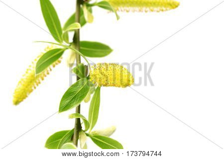 Spring Twigs Of Willow With Young Green Leaves And Yellow Catkins