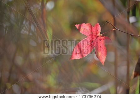 Red color maple leaf during autumn in south of japan