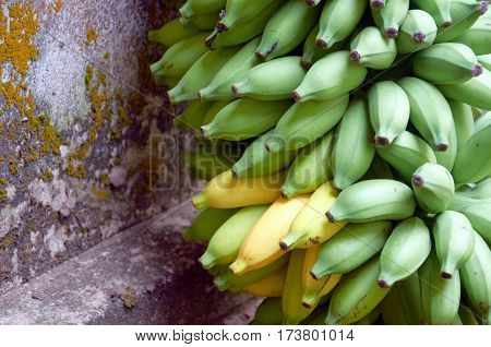 A bunch of green babanas with a couple of them ripening to yellow