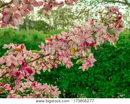 Close up of apple tree blooms on sunny spring morning. Beautiful spring tree pink blossoms background. Branch with flowers of an apple-tree of Nedzvetsky (Malus niedzwetzkyana). Pink flowers of apple.