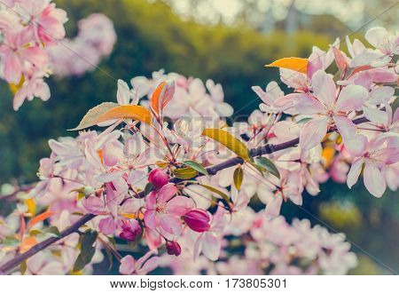 Close up of apple tree blooms on sunny spring morning. Beautiful spring tree pink blossoms background. Branch with flowers of an apple-tree of Nedzvetsky (Malus niedzwetzkyana). Pink flowers of apple.