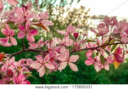 Close up of apple tree blooms on sunny spring morning. Beautiful spring tree pink blossoms background. Branch with flowers of an apple-tree of Nedzvetsky (Malus niedzwetzkyana). Pink flowers of apple.