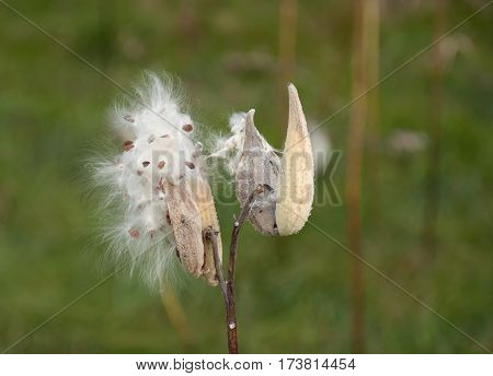 Opened Milk weed with Pods in a Field