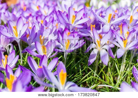 Violet Crocuses in spring. Blooming Crocuses. Spring Flowers. Purple Crocuses in Sunlight. Bunch of Crocuses, Meadow full of Crocuses. Close-up of Crocus.
