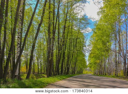 Road With Birch Trees In The Young Green Leaves In Spring Sunny Day