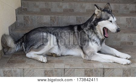 tired alaskan malamut is preparing for sleep