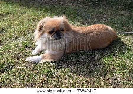 small lonely pekinese enjoy the spring day