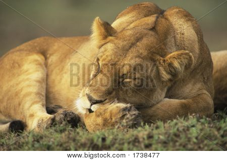 Female Lion
