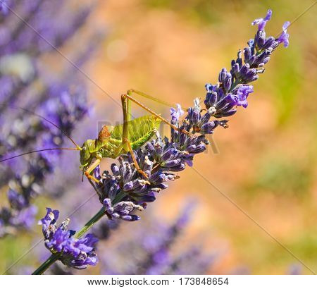 A locust on a lavender flower. Provence. France