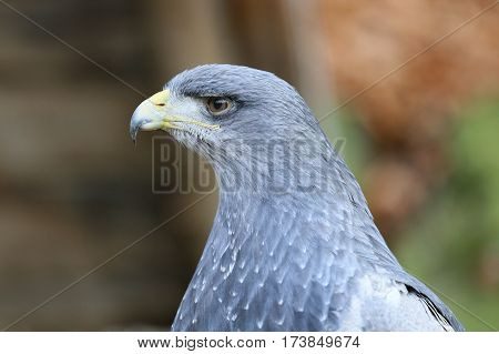 Aguja great is a species of bird of prey family Accipitridae.
