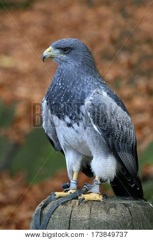 Aguja great is a species of bird of prey family Accipitridae.