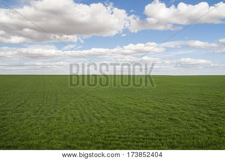 Flat meadow, green grass, blue sky, cumulus and stratocumulus.