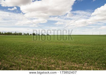 Flat meadow, green grass, blue sky, cumulus and stratocumulus, and some trees in the background.