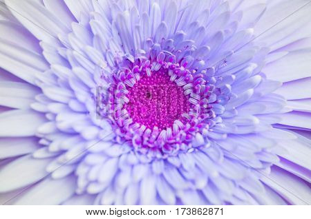 Closeup surface blue chrysanthemun flower textured background