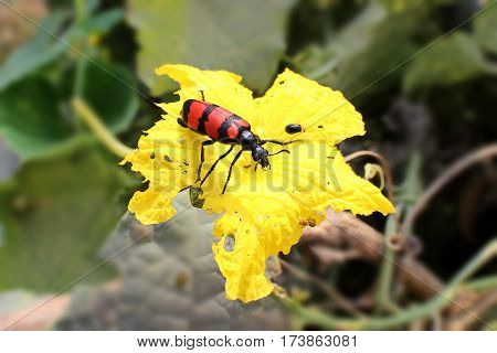 Insect sit on beautiful flower in park in New Delhi, India