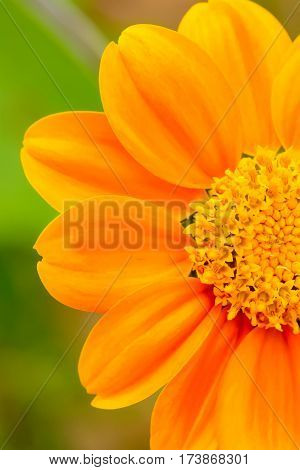 Mexican Sunflower